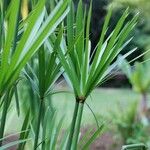 Cyperus textilis