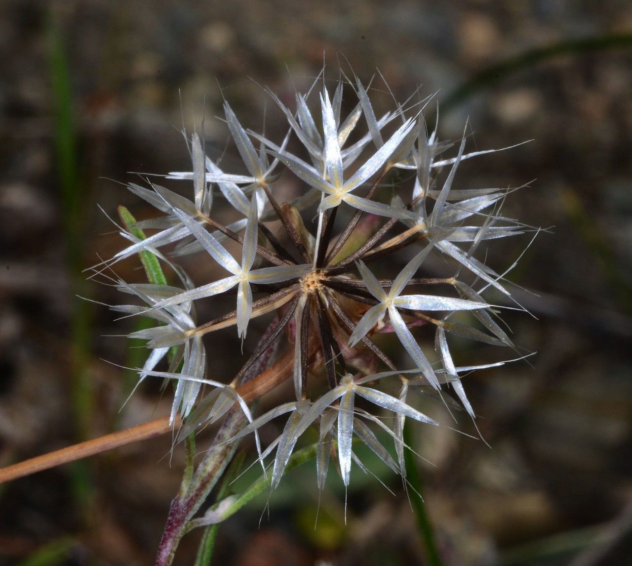 Achyrachaena mollis fruit