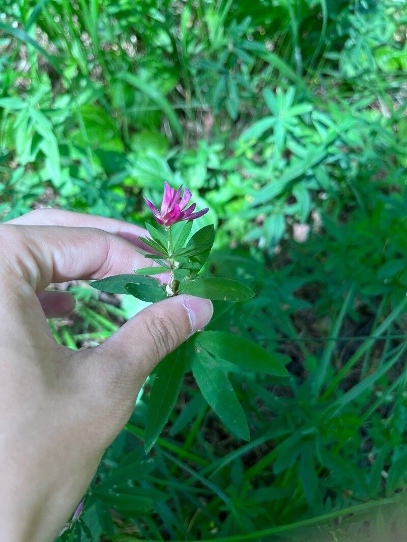Trifolium lupinaster — houseplant care guide