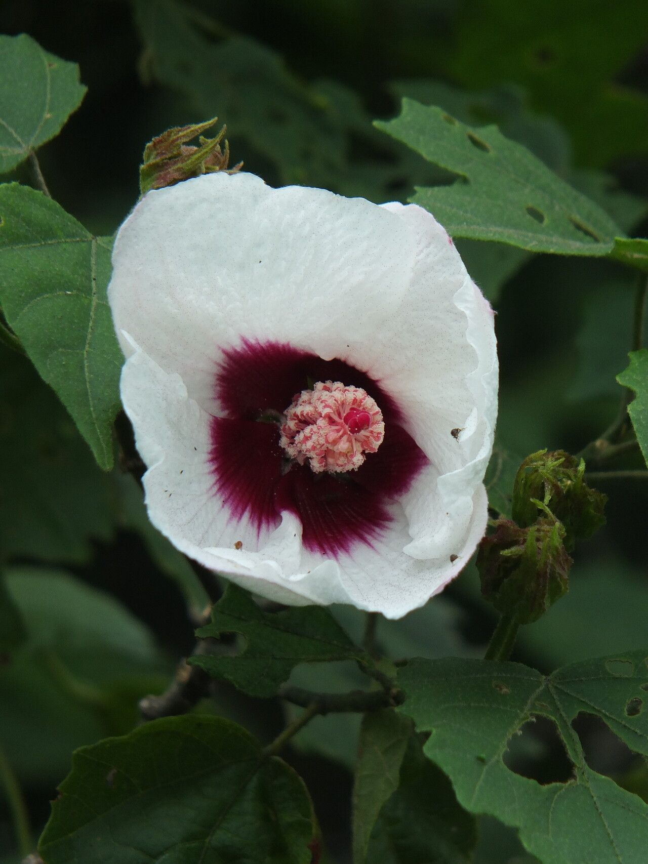Hibiscus platanifolius flower