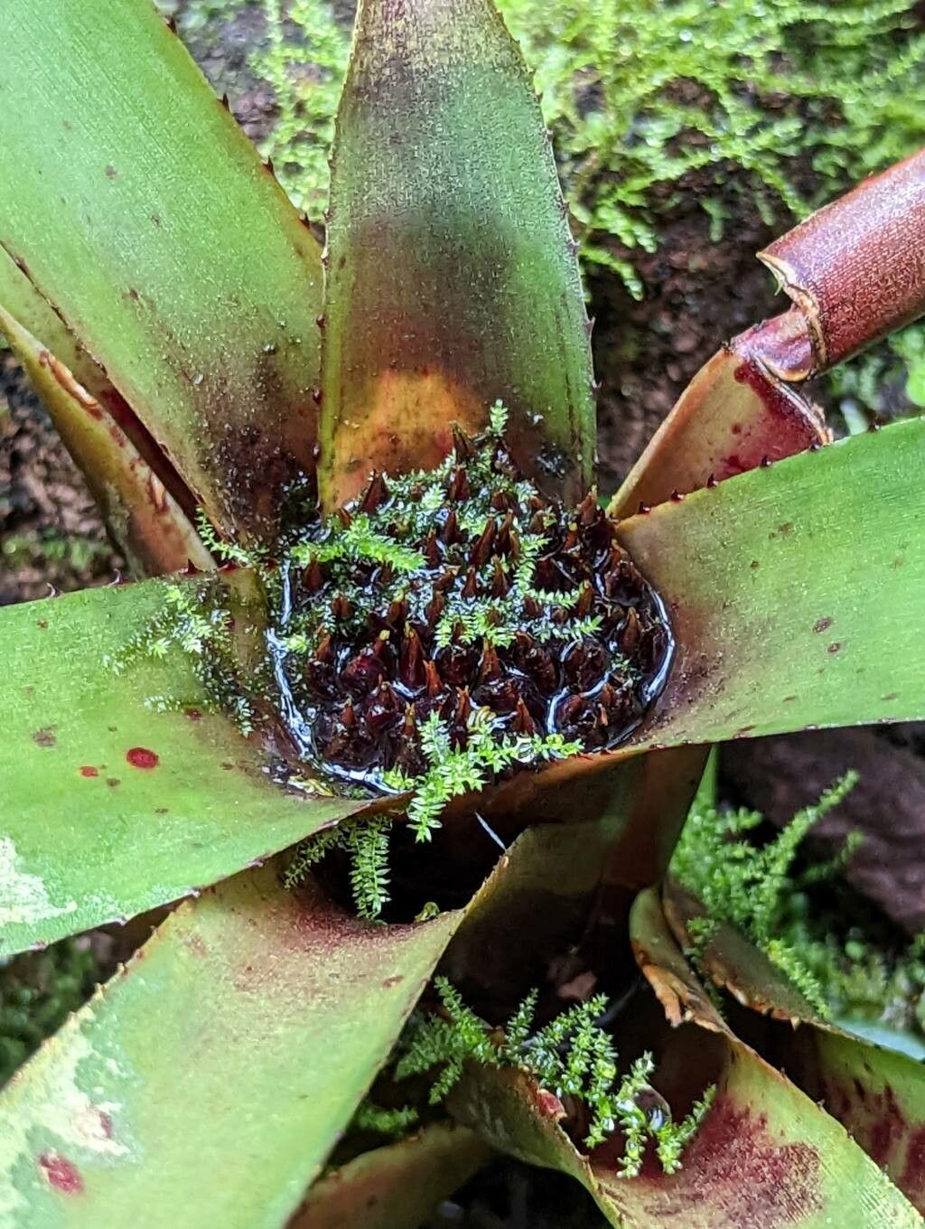 Neoregelia cyanea flower