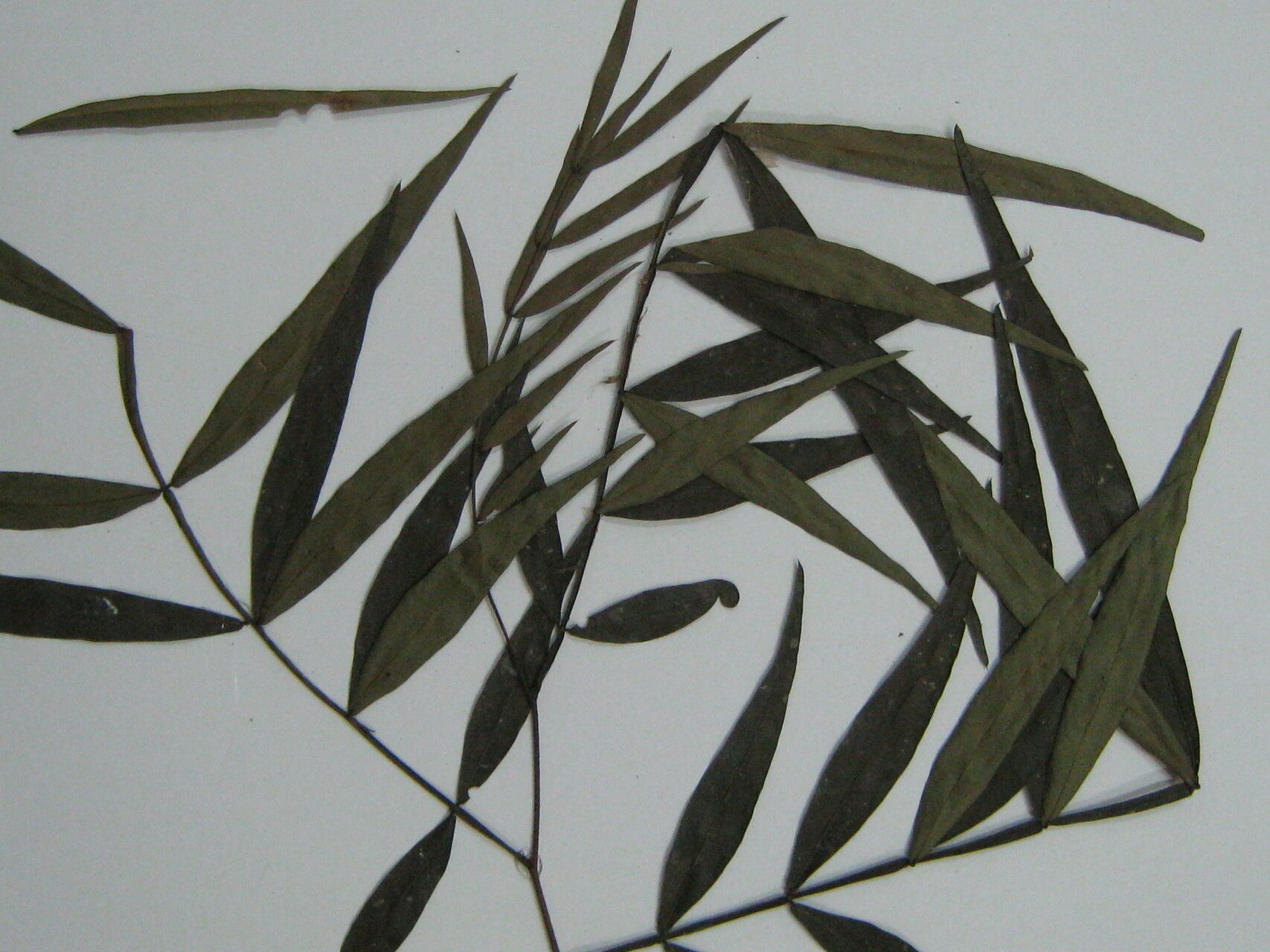 Inga lateriflora — houseplant care guide