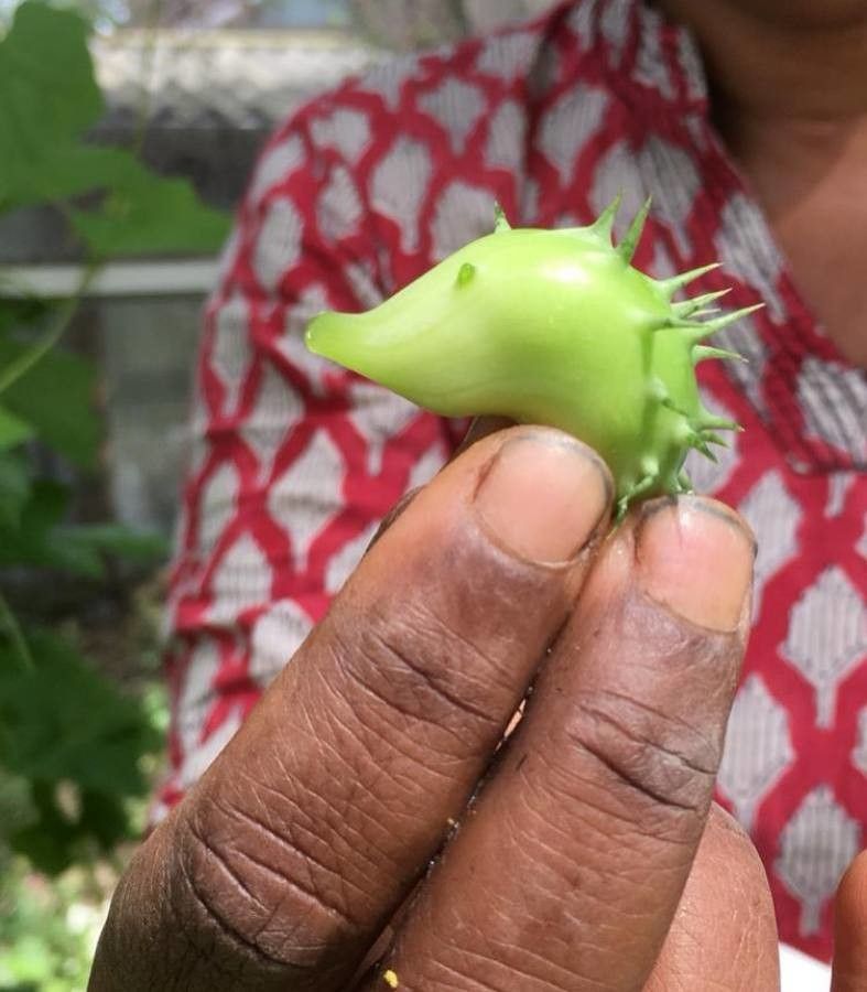 Cyclanthera pedata fruit