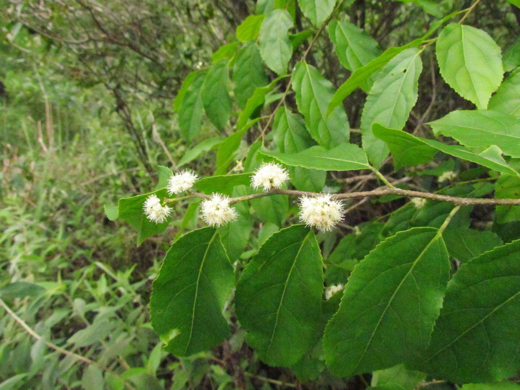Casearia obliqua flower