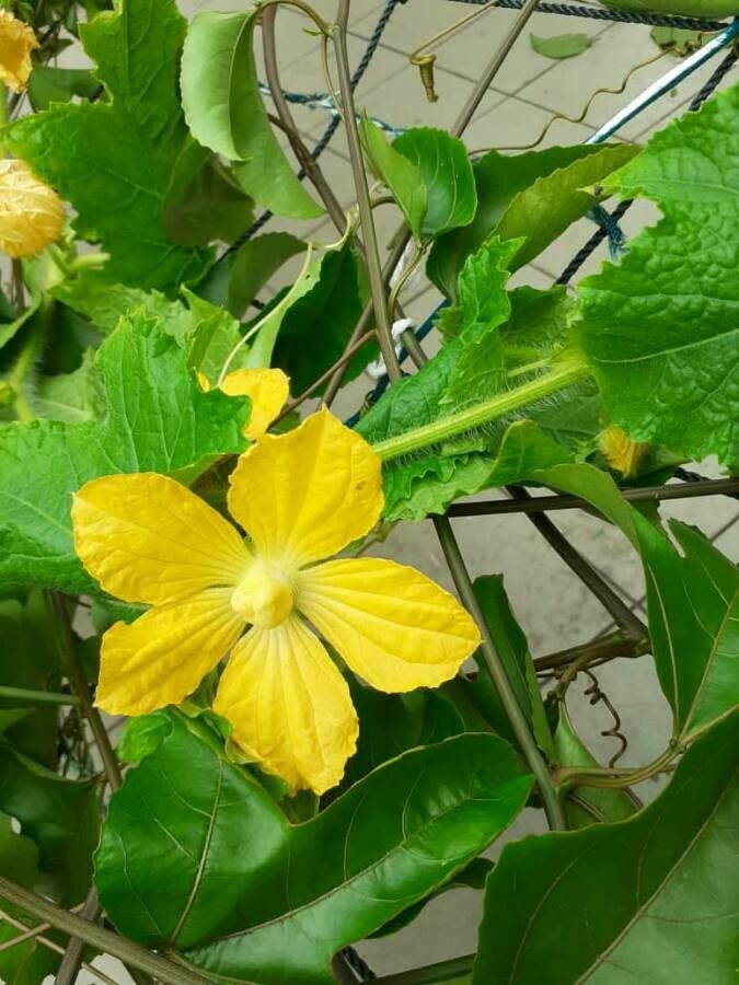 Cucumis engleri fruit