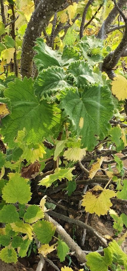 Tetradenia urticifolia — houseplant care guide