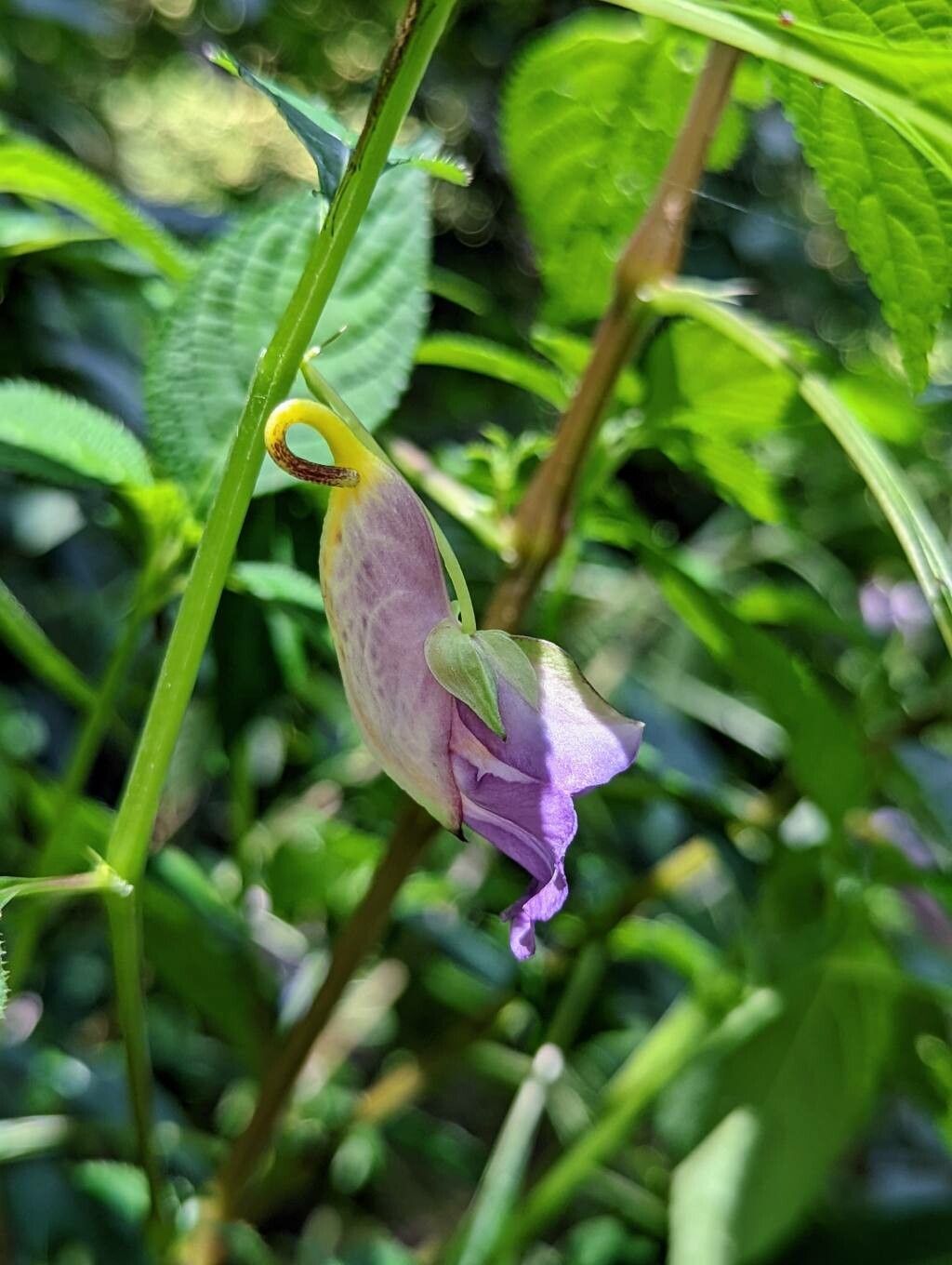 Impatiens arguta flower