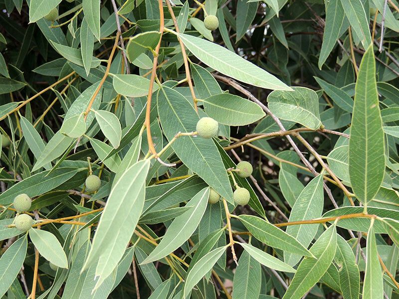 Boscia salicifolia — houseplant care guide