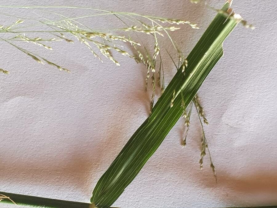 Sporobolus agrostoides leaf