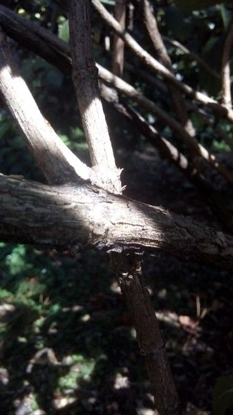 Dichroa versicolor bark