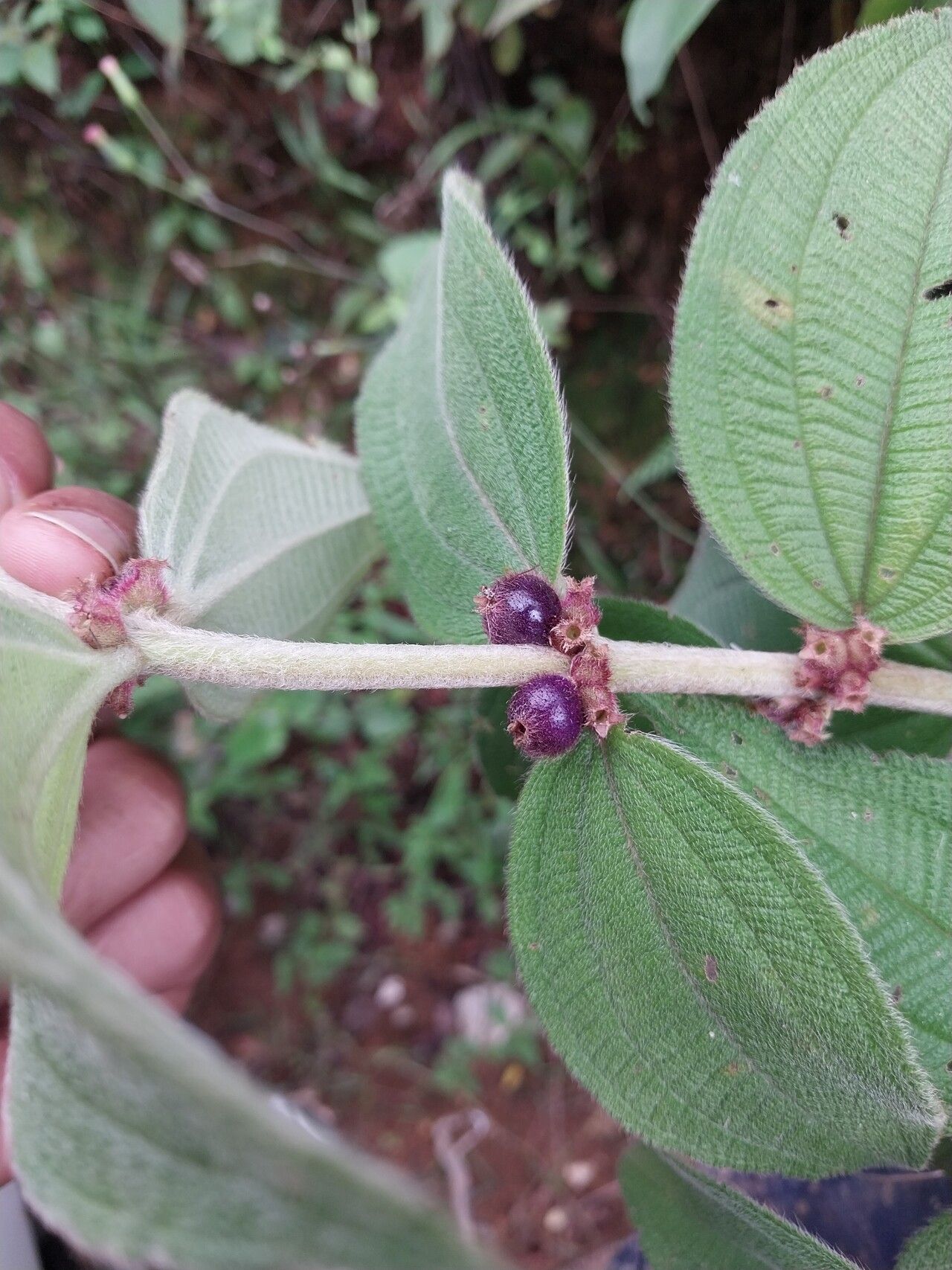 Miconia sericea fruit