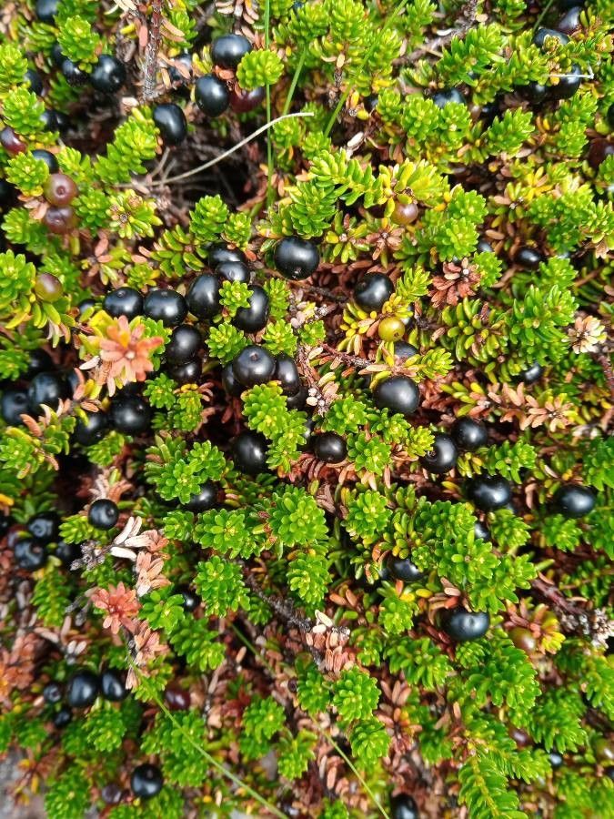Empetrum nigrum — cold hardy houseplant