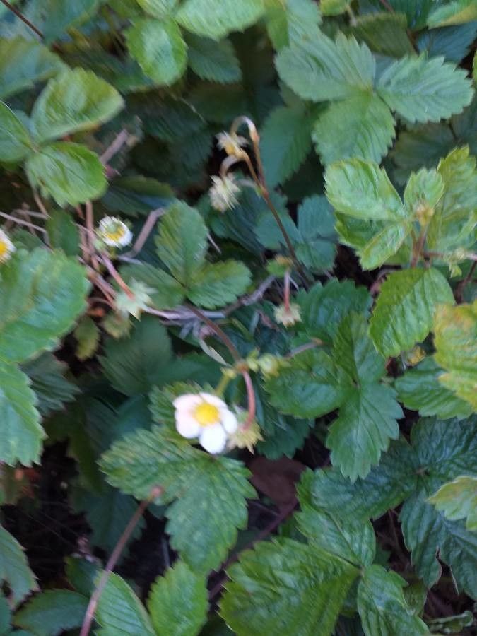 Fragaria chiloensis flower