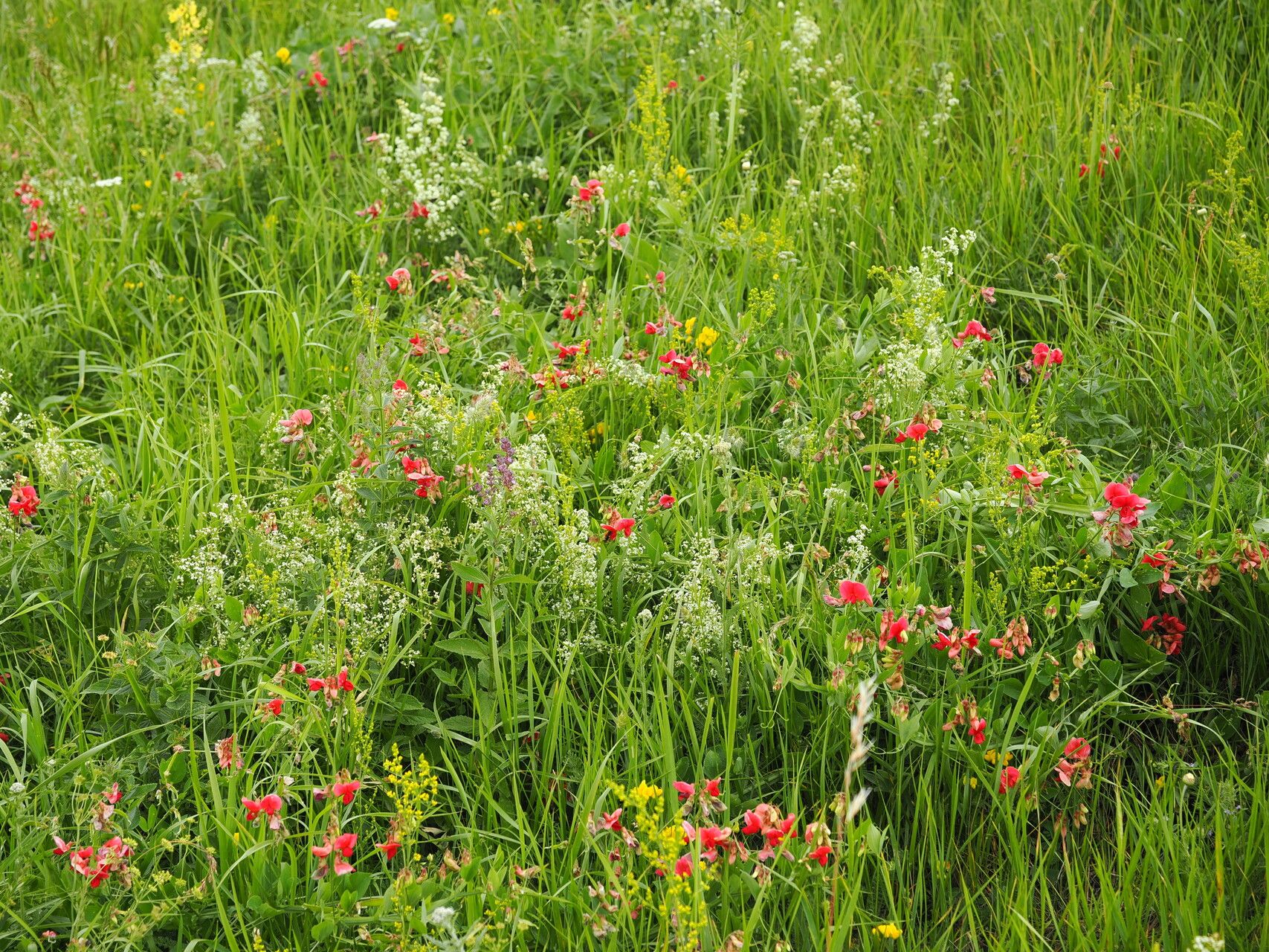 Lathyrus miniatus habit