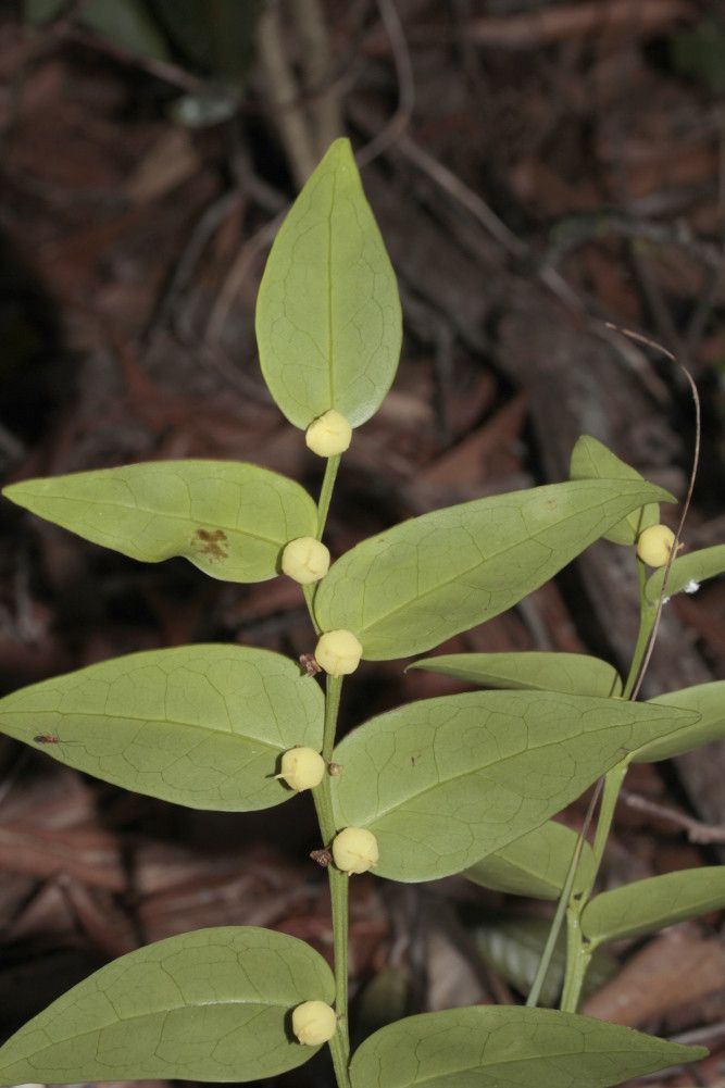 Phyllanthus parangoyensis flower