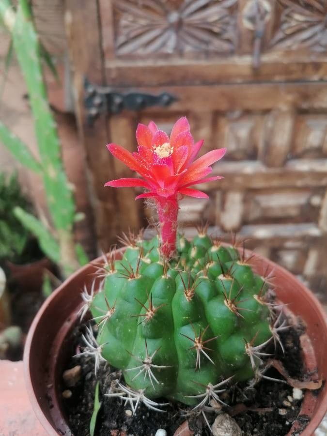 Matucana tuberculata flower