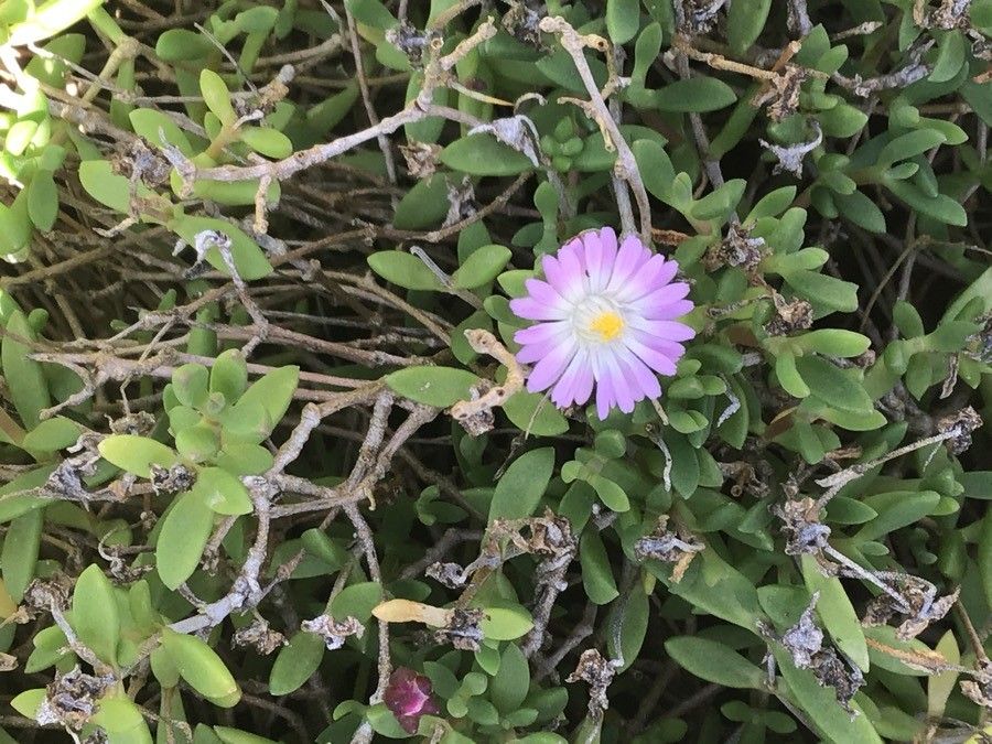 Delosperma lavisiae flower