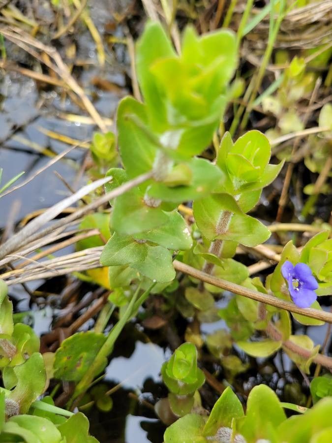 Bacopa caroliniana leaf