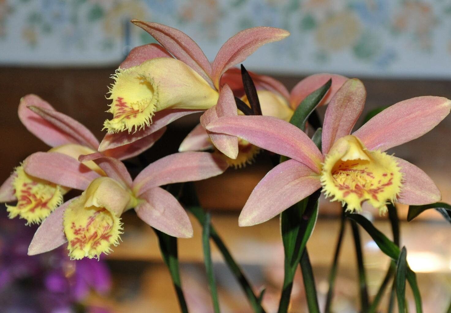 Pleione forrestii — related species from the same genus