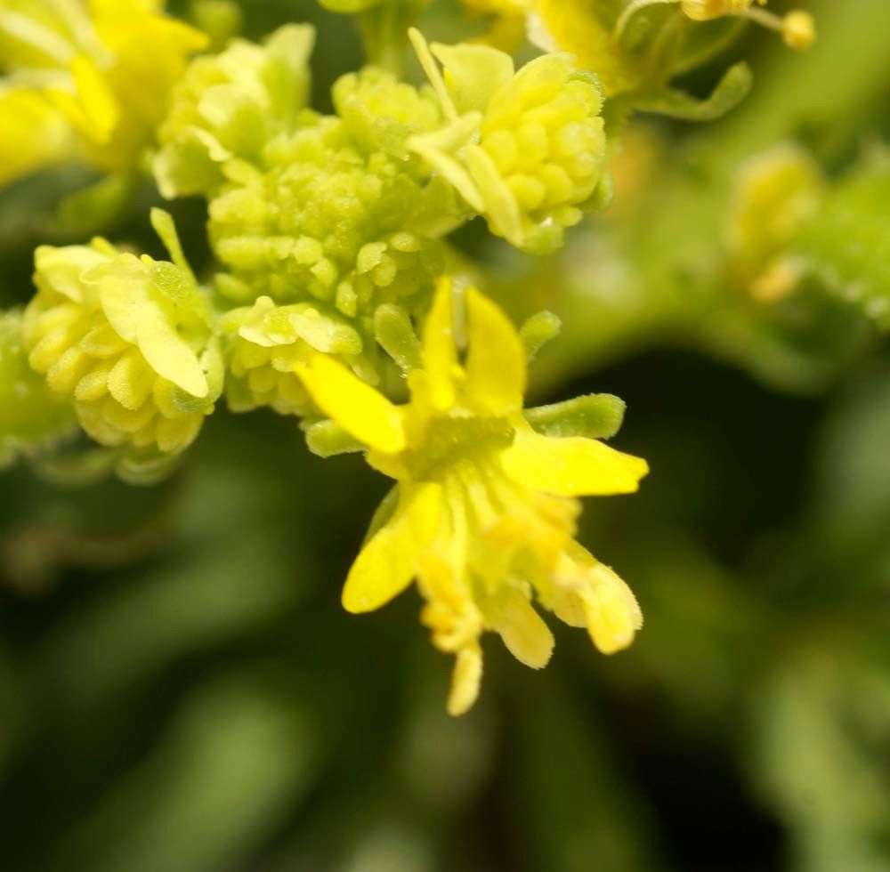 Reseda crystallina flower