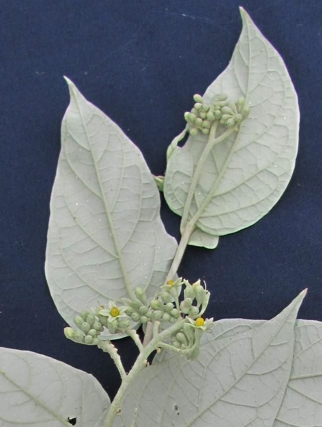 Solanum lepidotum other