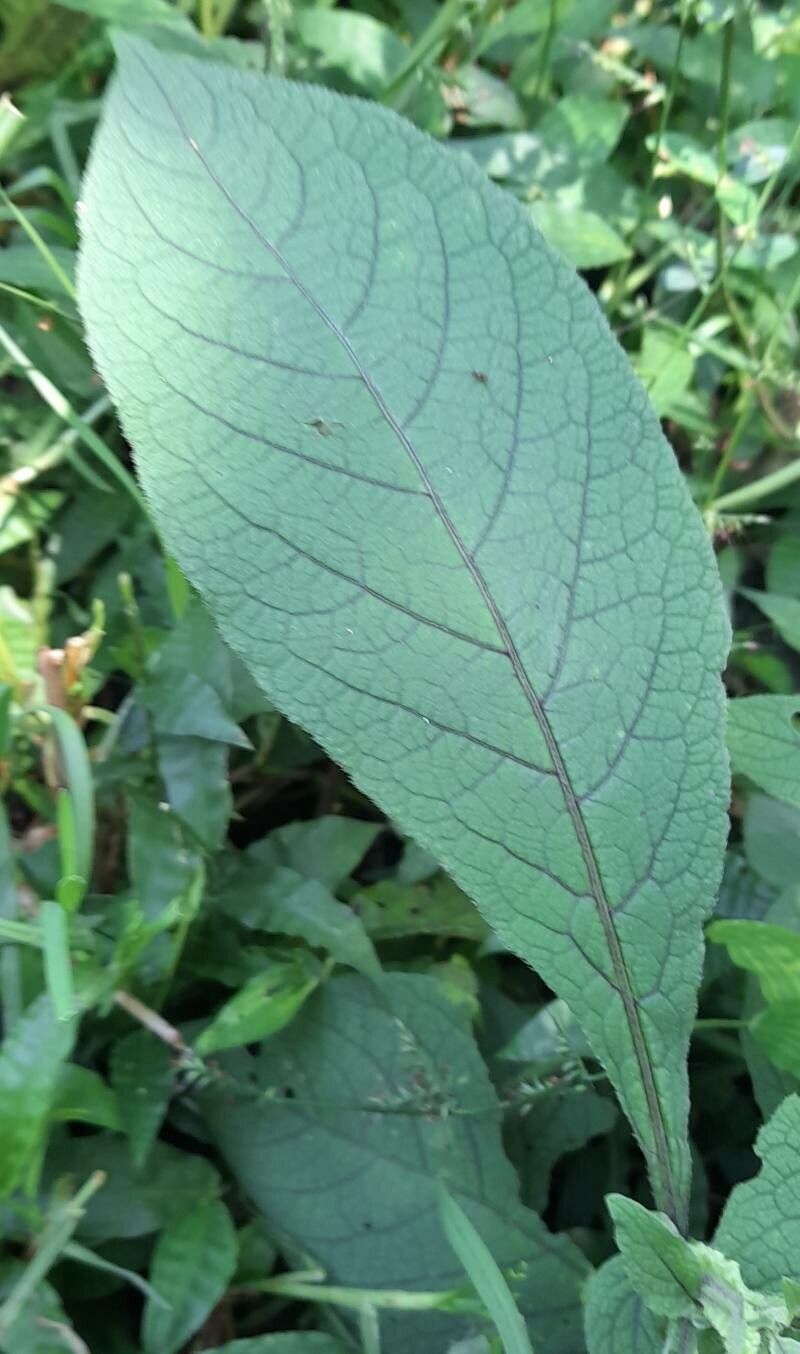 Solanum microdontum leaf