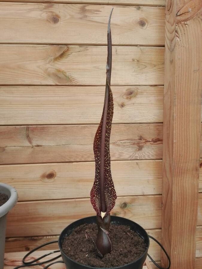 Sauromatum venosum flower