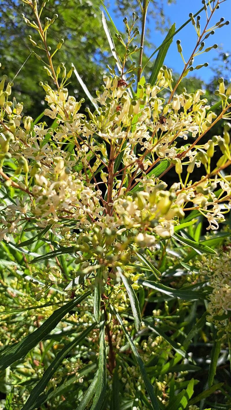Lomatia myricoides flower