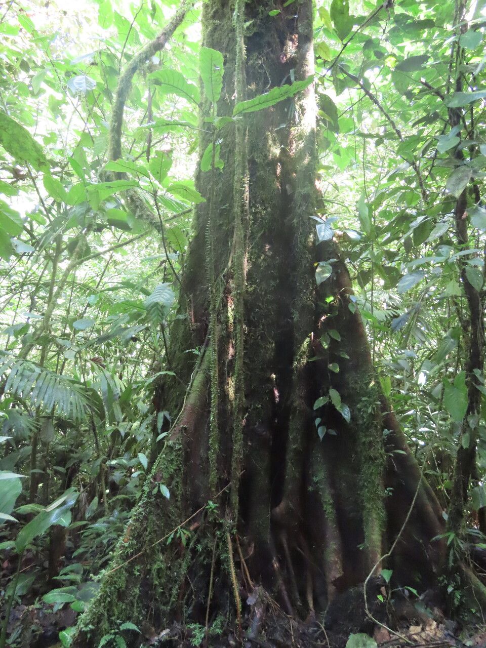 Sloanea geniculata bark