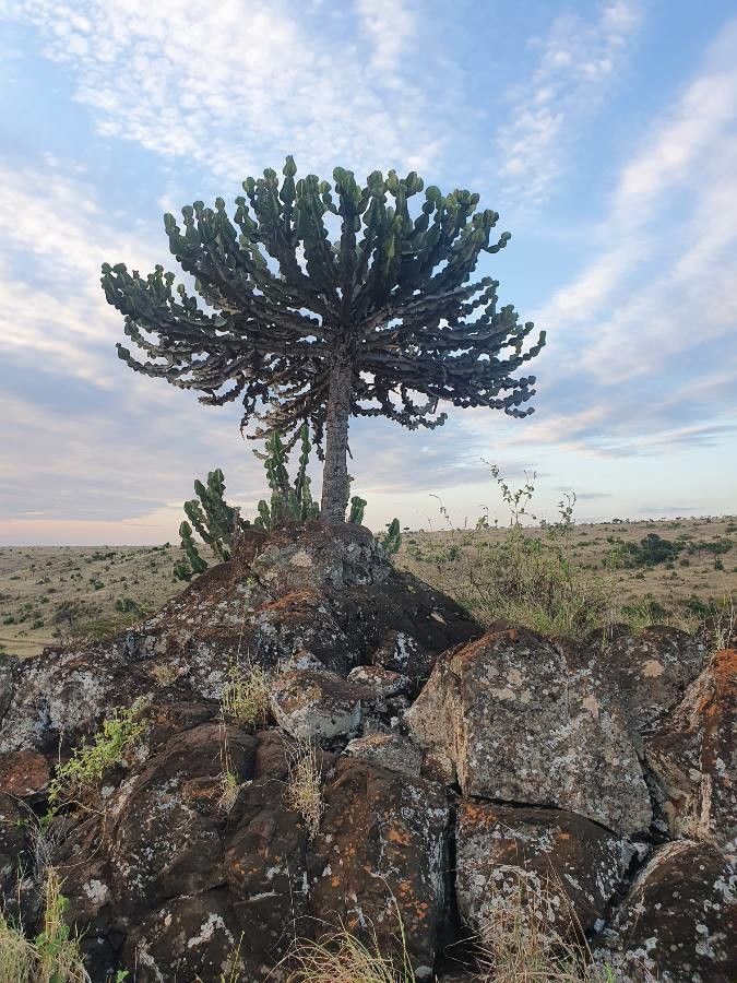 Euphorbia bussei habit