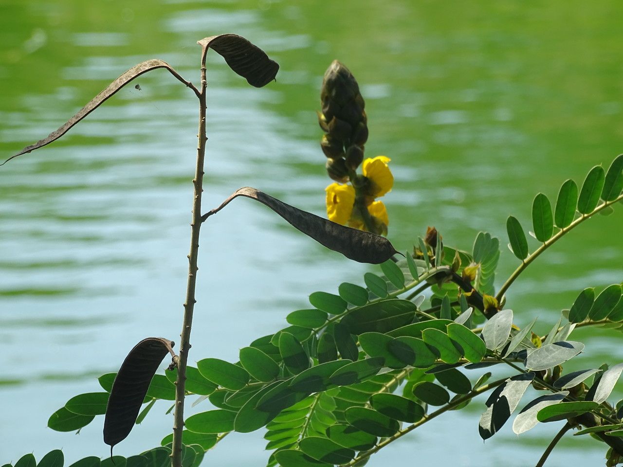 Cassia didymobotrya fruit