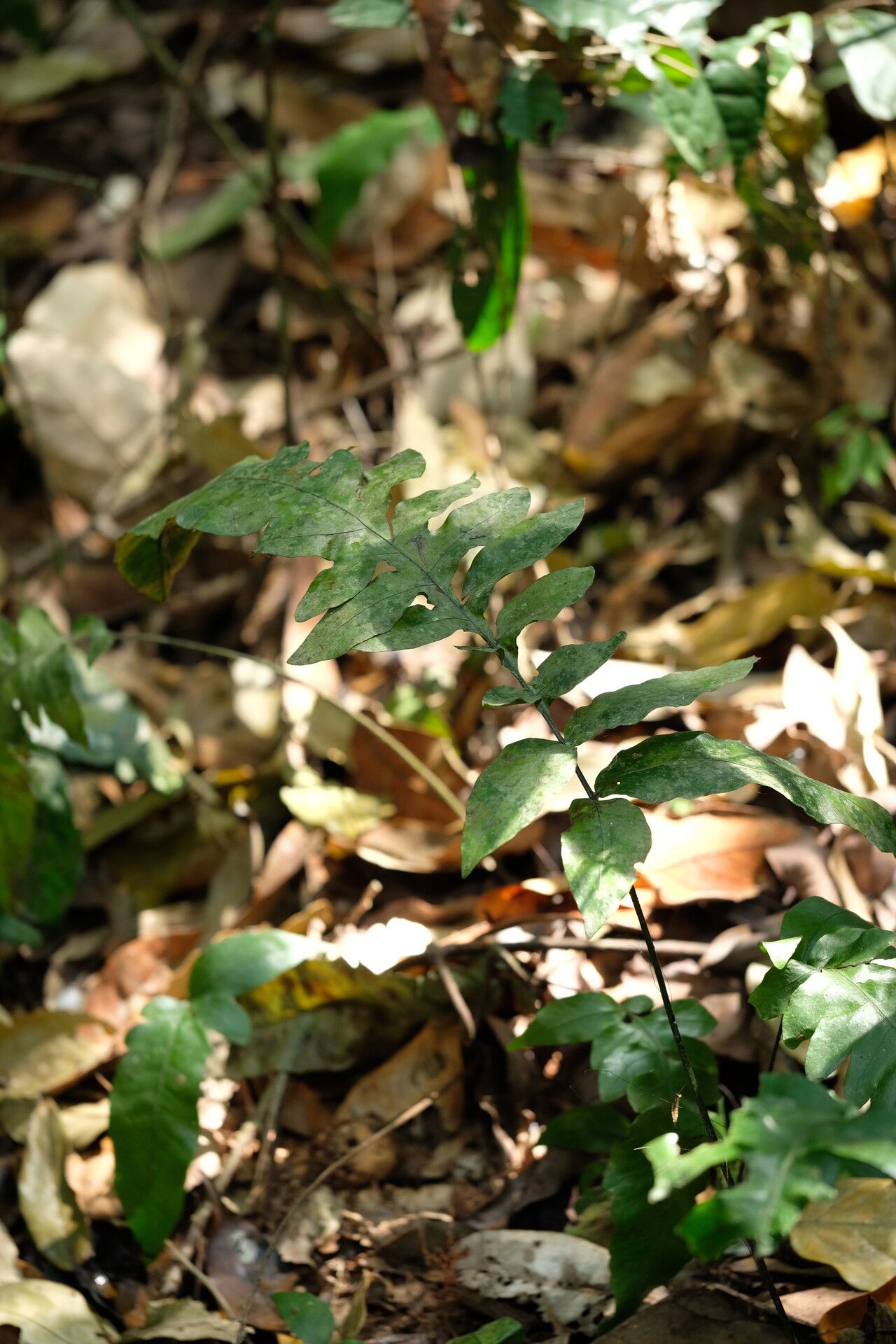 Bolbitis boivinii — related species from the same genus