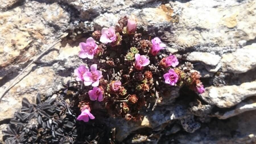 Saxifraga retusa — search result for 'Saxifraga'