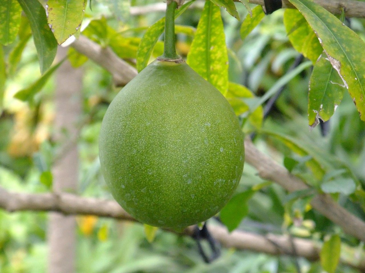 Crescentia mirabilis fruit