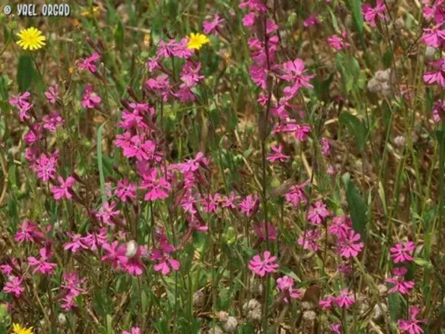 Silene palaestina — houseplant care guide
