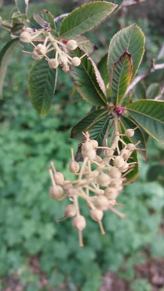 Clethra delavayi fruit