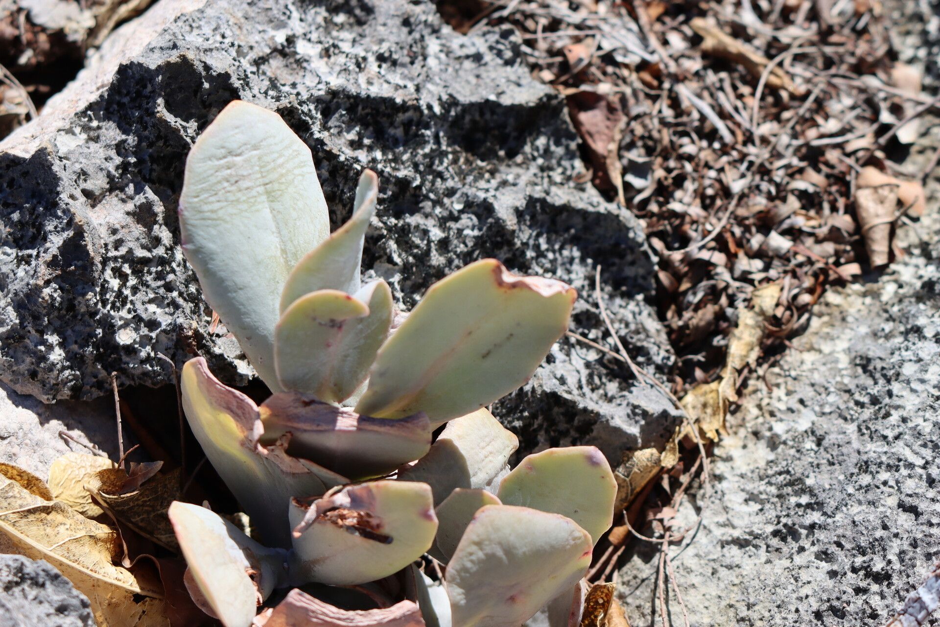 Kalanchoe bogneri habit