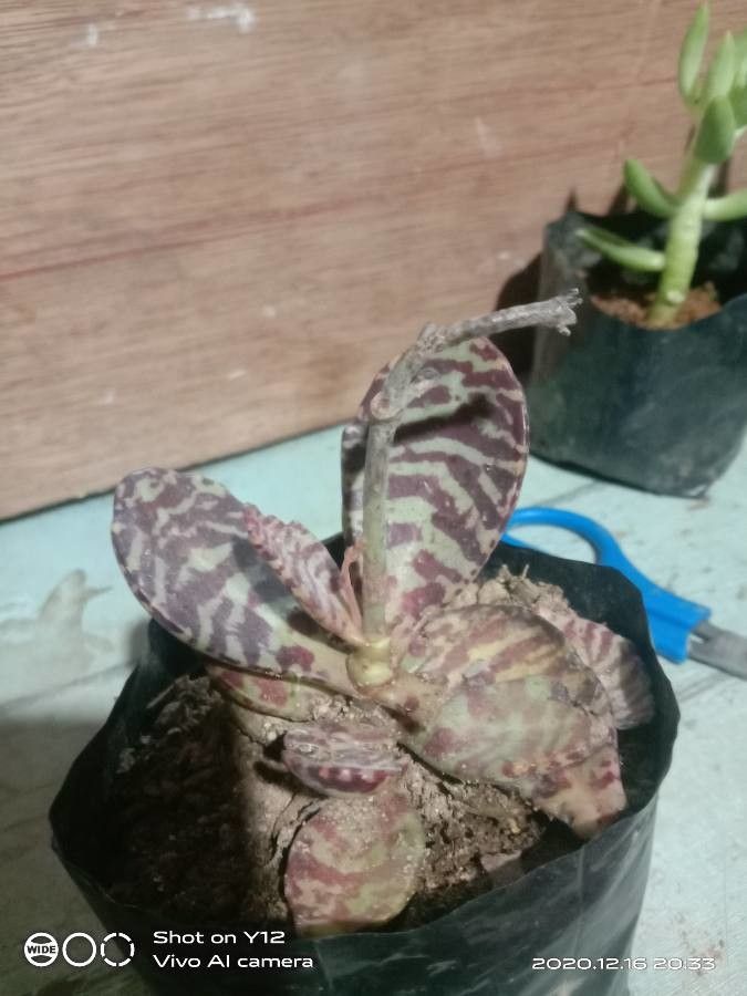 Kalanchoe marmorata fruit