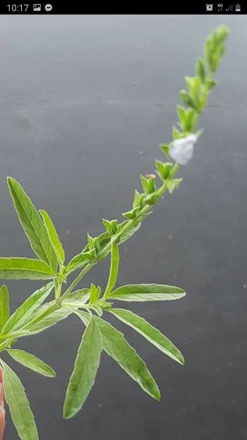 Salvia reflexa — search result for 'Salvia'