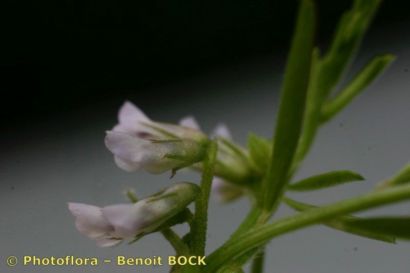 Vicia loiseleurii flower