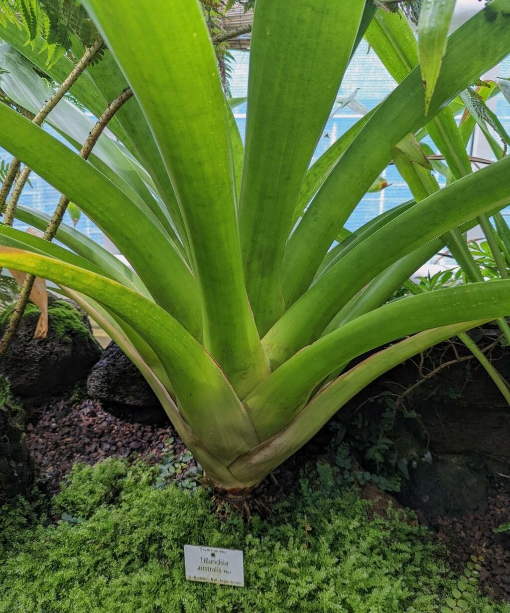 Tillandsia australis — houseplant care guide