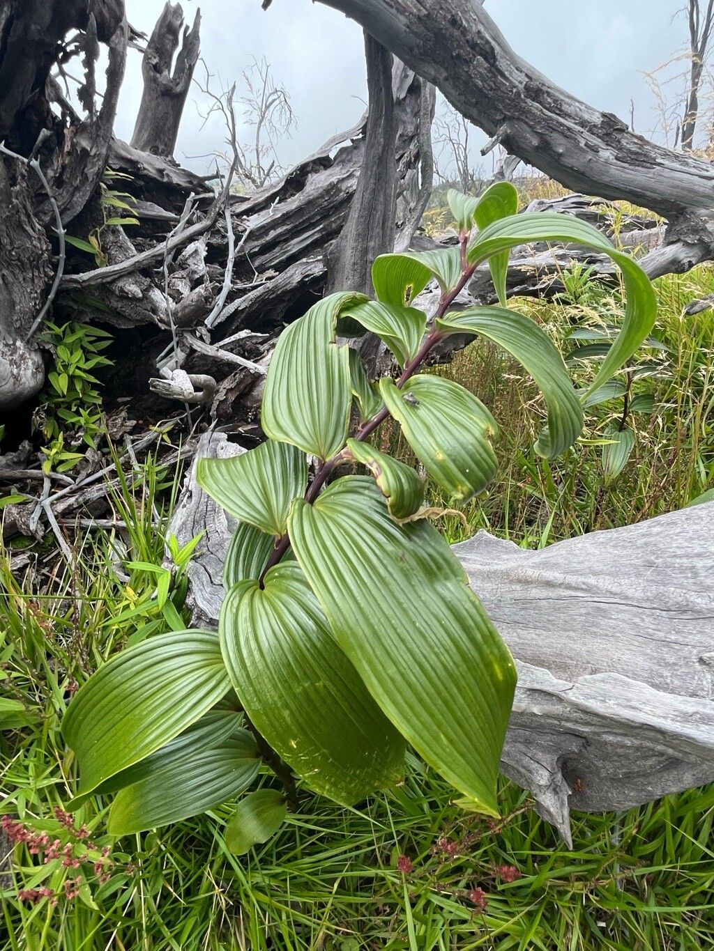Maianthemum paniculatum — houseplant care guide