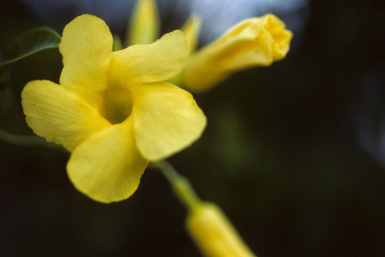 Angadenia berteroi — search result for 'Bahamas'