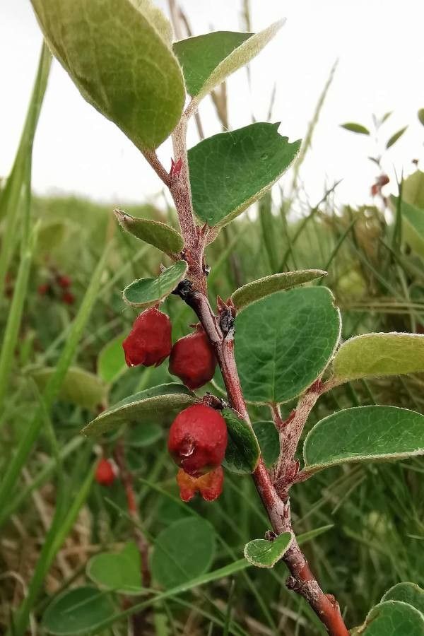 Cotoneaster nebrodensis flower