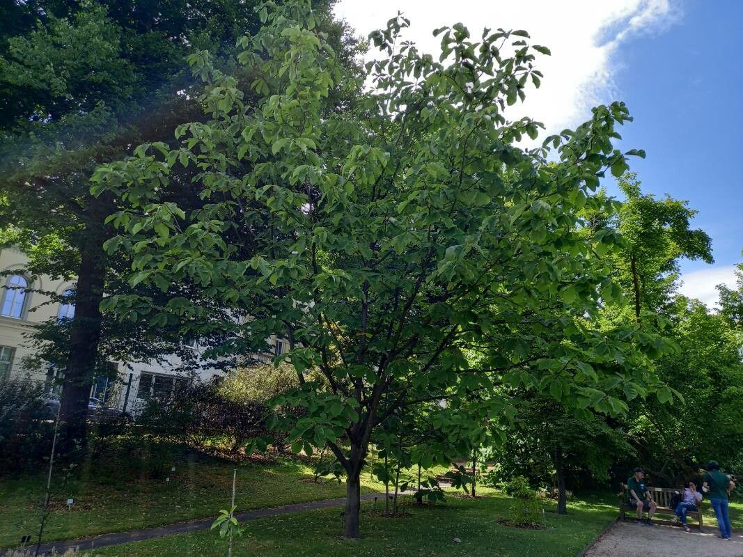 Magnolia obovata habit