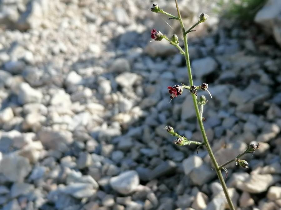 Scrophularia provincialis flower