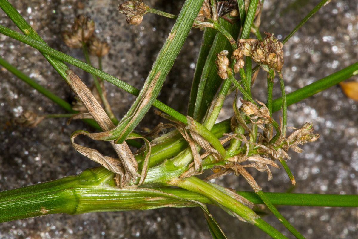 Scirpus sylvaticus fruit