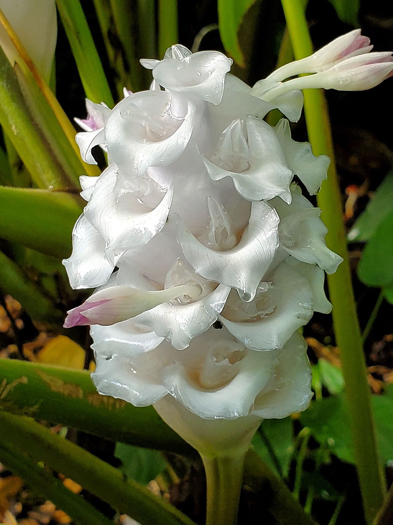 Goeppertia burle-marxii flower