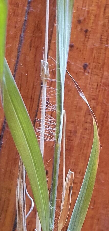 Hyparrhenia papillipes — houseplant care guide