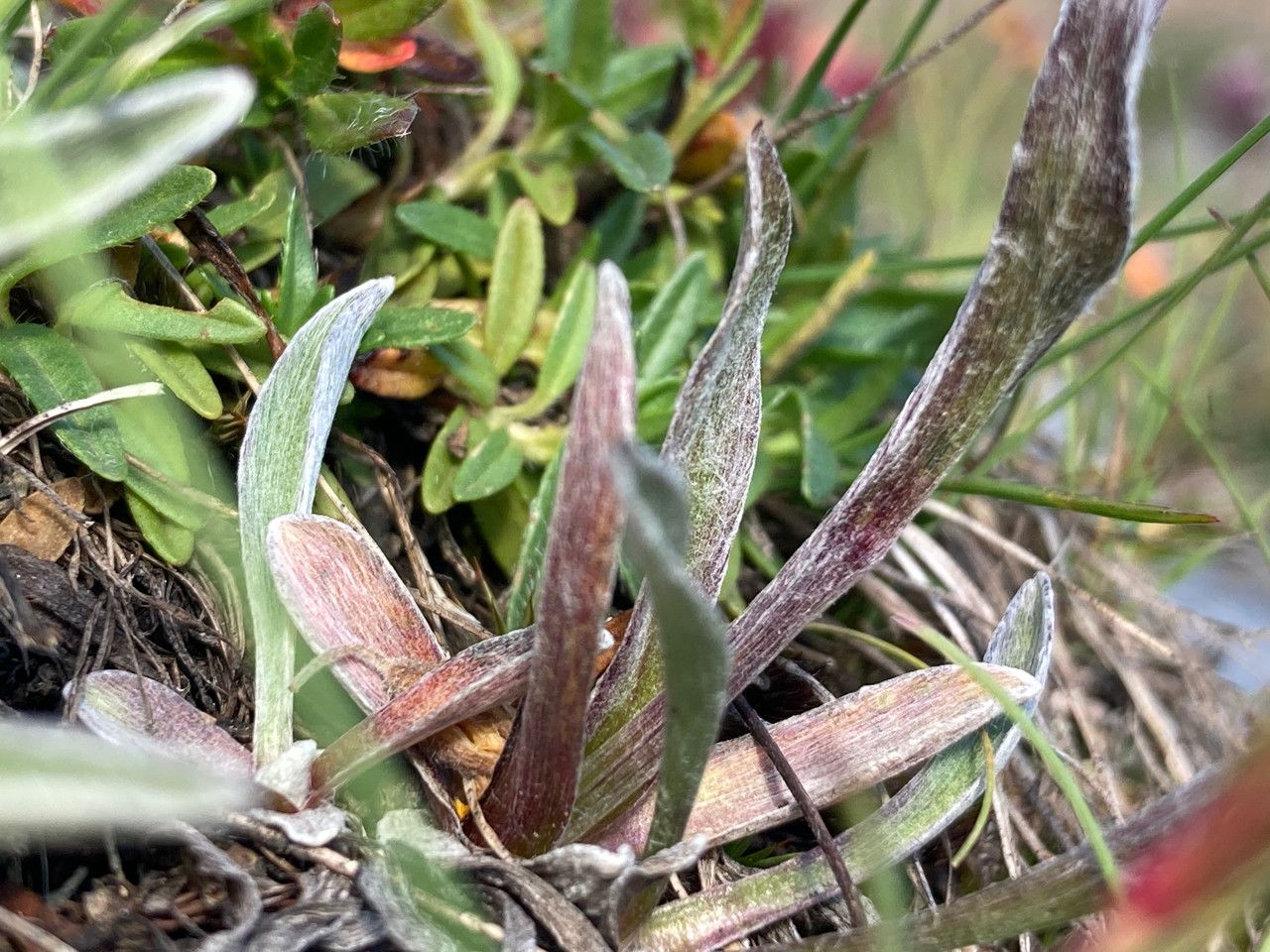 Antennaria carpatica leaf